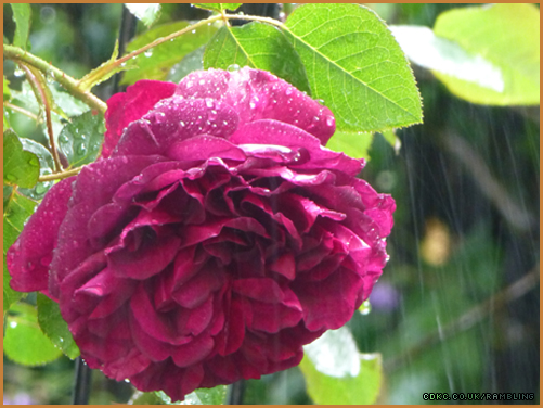 munstead rose in rain