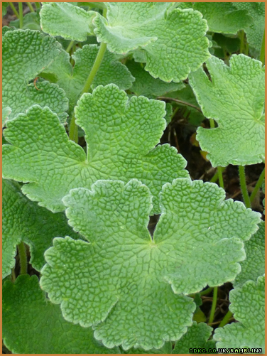 geranium leaf