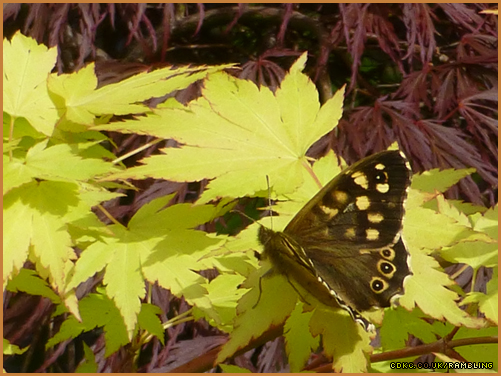 speckled-wood