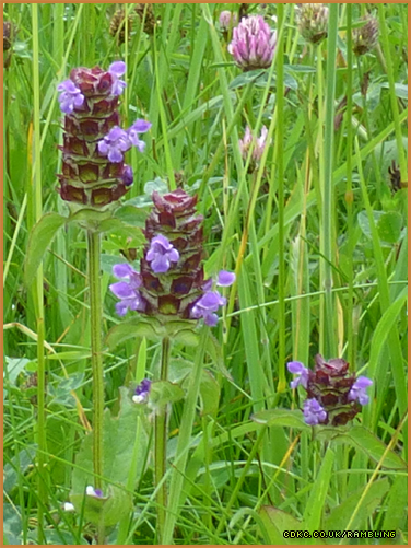 3-purple-flowers