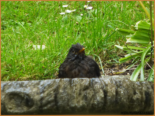 blackbird-soggy