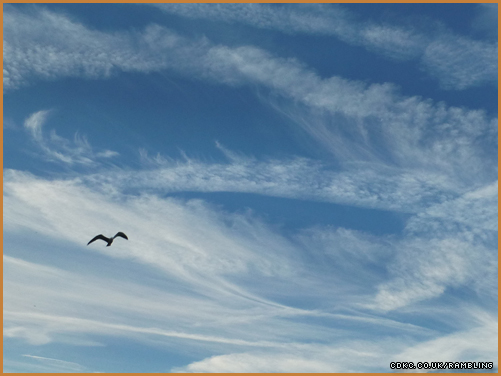 cloudy-seagull