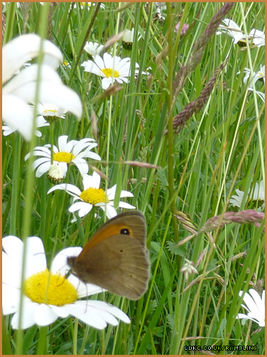 meadow-brown-butterfly-maybe