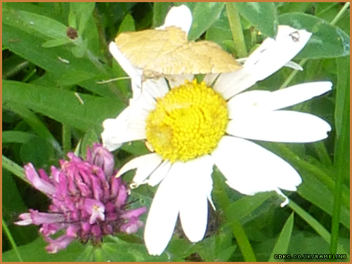 yellow-shell-moth