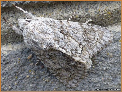 14-7-moth