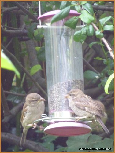july-birds-on-feeder