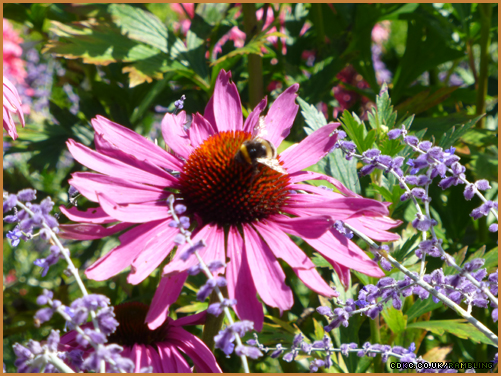 tyntesfield-bee-on-flower