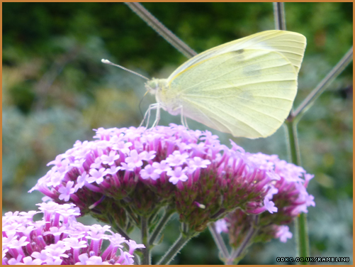 white-butterfly-1